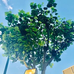 Meet your Posher, Annie